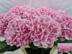 Hydrangea Verena 80cm 18-20cm Hd