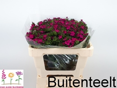 Dianthus Barb Neon Cher 50cm