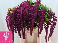 Amaranthus Caudatus Rosary 80cm