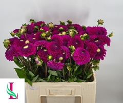 Dahlia Cryfield Harmony 55cm