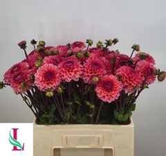 Dahlia Daisy Duke 50cm
