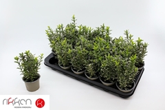 Euonymus Microphyllus Albovariegatus 9Ø 15cm
