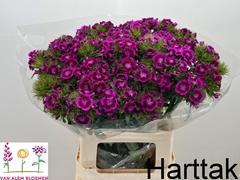 Dianthus Barb Sweet Will Magenta Bicolour 60cm