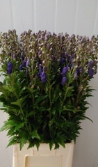Aconitum Carmichaelii Arendsii 90cm