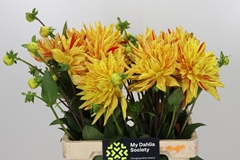 Dahlia Striped Vulcan 60cm