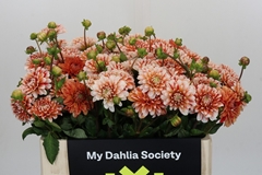 Dahlia Striped Nagano 50cm