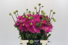 Dahlia Orchid Princess 60cm