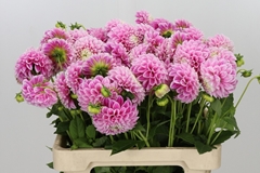 Dahlia Marshmallow Baby 55cm