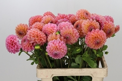 Dahlia Linda's Baby 55cm