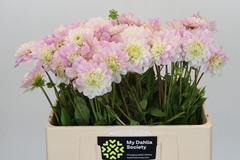 Dahlia Jannick Shymphony 55cm