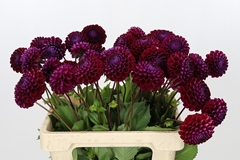 Dahlia Ivannetti 55cm