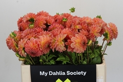 Dahlia Hillcrest Suffusion 50cm
