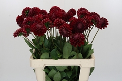 Dahlia Cornel 55cm