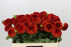 Dahlia Brown Sugar Fdm 50cm