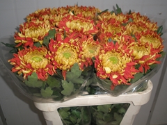 Chrysanth Single Hanenburg 80cm 150gr.