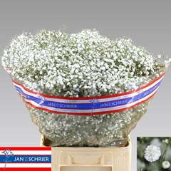 Gypsophila Paniculata Xlence 70cm 30gr.