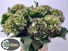 Hydrangea Verena Blue Classic 80cm 22-24cm Hd