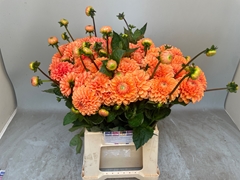 Dahlia Sylvia 55cm