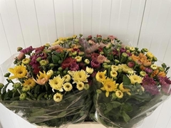 Chrysanth Spray Gompie Mix 60cm 90gr.