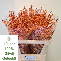 Ilex Verticillata Orange Beauty 80cm