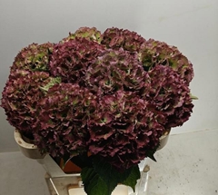 Hydrangea Royal Sunset Classic 50cm 14-16cm Hd