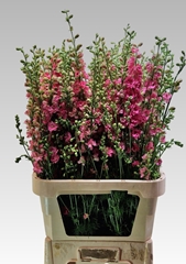 Consolida Regalis Qis Rose 80cm