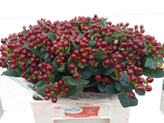 Hypericum Coco Montana 60cm