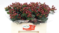 Hypericum Coco Montana 55cm