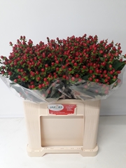 Hypericum Coco Fiesta 60cm