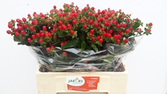 Hypericum Coco Fiesta 55cm