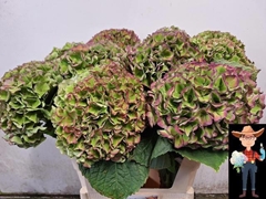 Hydrangea Opal Classic 80cm 19-21cm Hd