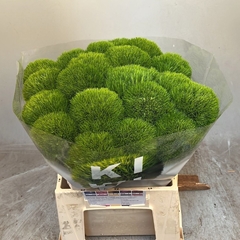 Dianthus Barb Kiwi Mellow Cool 45cm