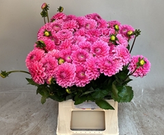 Dahlia Sandra 55cm