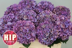 Hydrangea Rodeo Red Classic 50cm 14-16cm Hd