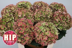 Hydrangea Rodeo Red Classic 80cm 22-24cm Hd
