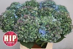 Hydrangea Pimpernel Classic 80cm 20-22cm Hd