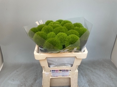 Dianthus Barb Kiwi Mellow Cool 52cm