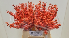 Ilex Verticillata Oudijk's Orange 45cm