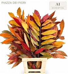 Castanea Mix Per Bunch 70cm 150gr.