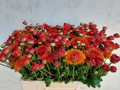 Chrysanth Spray Wendy 60cm 70gr.