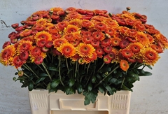Chrysanth Spray Bella 60cm 60gr.