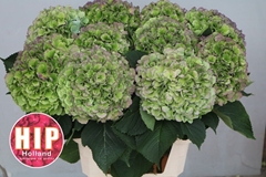Hydrangea Verena Classic 100cm 22-24cm Hd