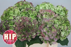 Hydrangea Verena Classic 50cm 16-18cm Hd