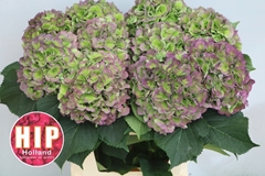 Hydrangea Verena Classic 80cm 20-22cm Hd