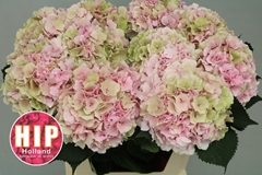 Hydrangea Verena Classic 80cm 20-22cm Hd