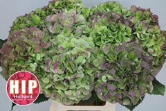 Hydrangea Verena Classic 60cm 18-20cm Hd