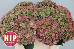 Hydrangea Rodeo Red Classic 50cm 18-20cm Hd