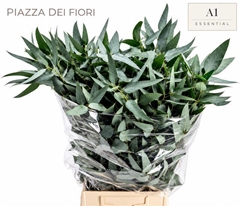 Eucalyptus Gloria Maria Per Bunch 65cm 200gr.
