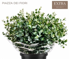 Eucalyptus Gunnii Per Bunch 50cm 400gr.