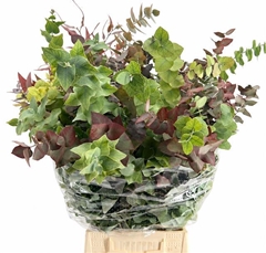 Eucalyptus Stuartiana Autumn Per Bunch 75cm 200gr.